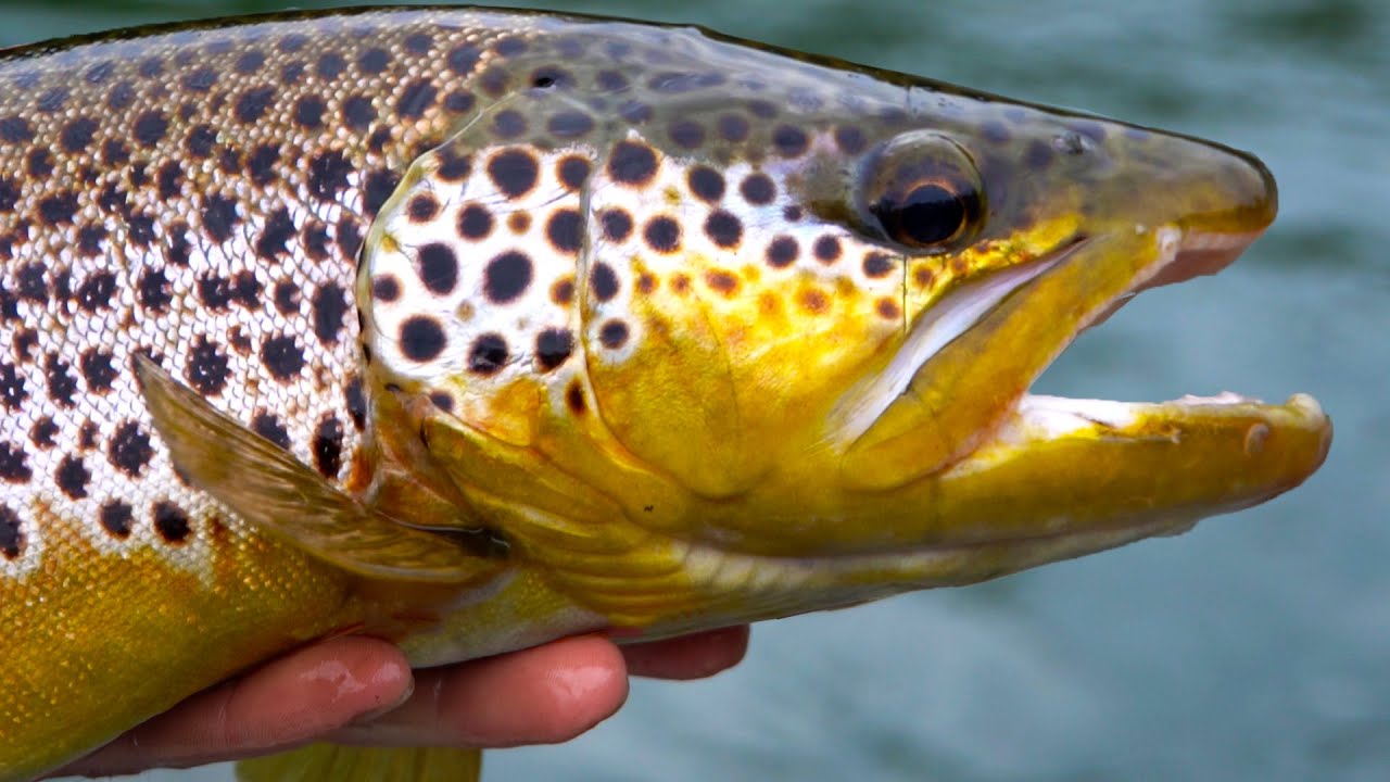 Fishing Brown Trout In Arkansas   1630554906 